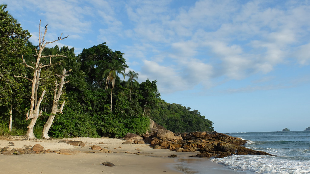 secluded beach with rocks surrounded by trees